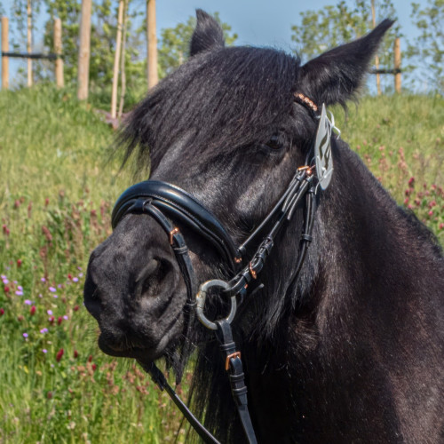 Hest ( med / uden føl )